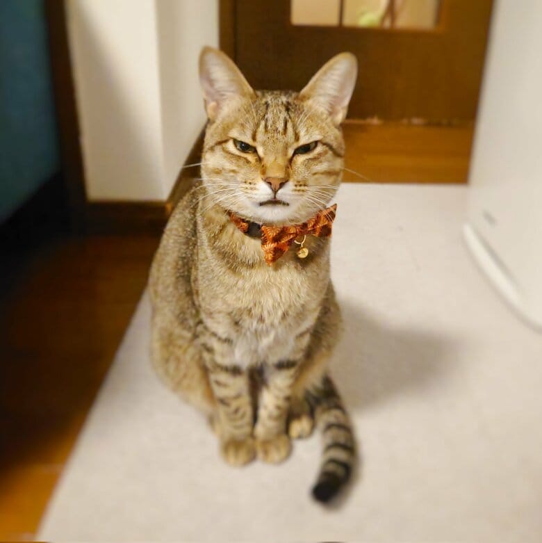 ご機嫌ななめなもなちゃん