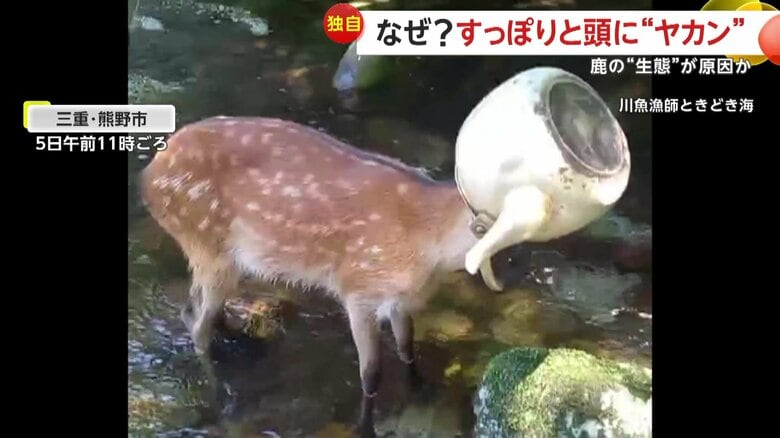 三重・熊野市で渓流で撮影された“やかん”を頭にかぶった鹿の姿