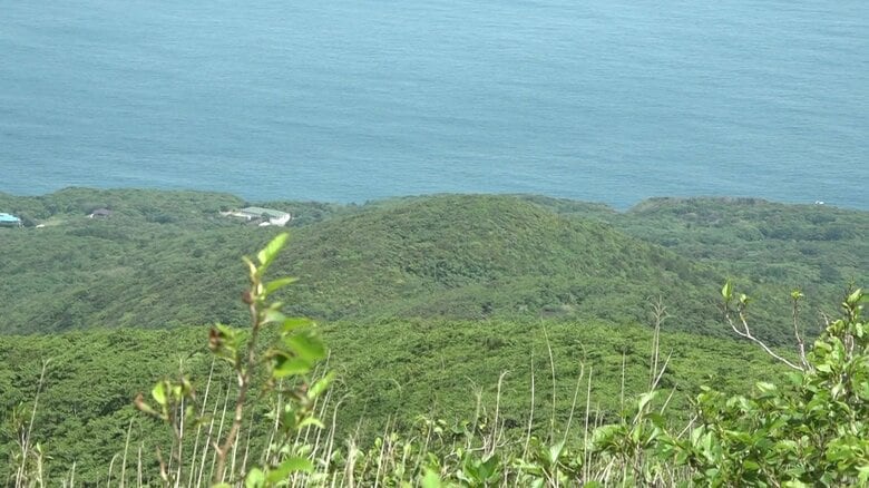 少しずつ緑が戻ってきた