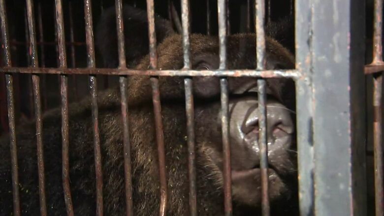 2か月続いた島牧村のクマ騒動