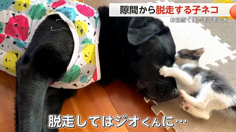 （にゃんちゅうばぁCatTuber）