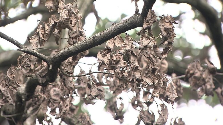 紅葉シーズンに“枯れる葉” “ナラ枯れ”虫が菌を媒介