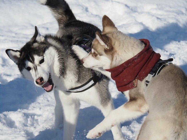 犬友達に叩かれても受け流す穏やかさがあるという