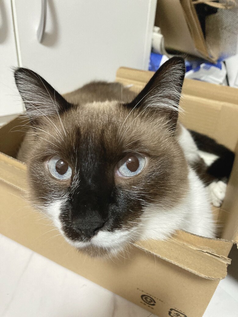 提供：たぬき&とらさん