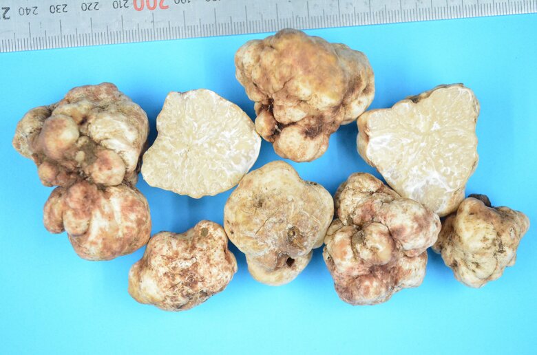 今回の研究で収穫したトリュフ（提供：森林総合研究所）