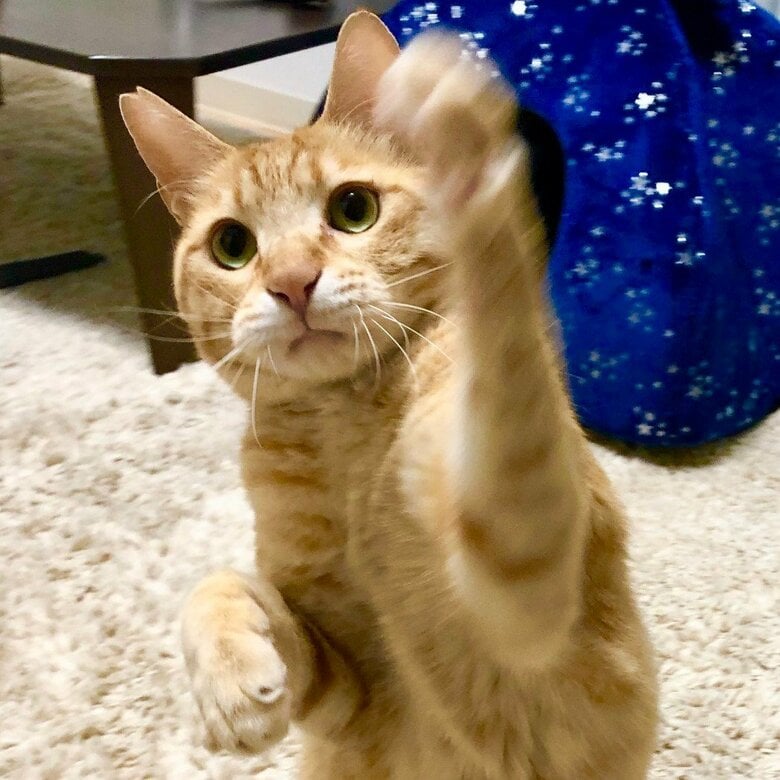 提供：あずきなこさん