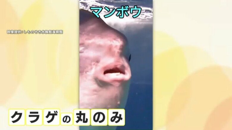 クラゲを丸のみするマンボウ