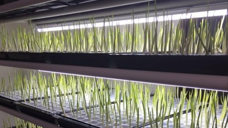発芽ニンニク栽培の様子（提供：テクノシンセイ）