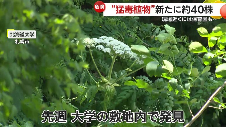 札幌市にある北海道大学の敷地内で発見された「バイカルハナウド」