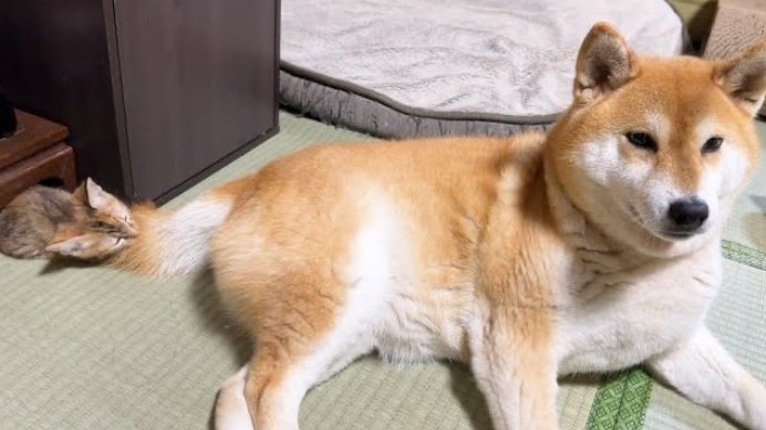 リコちゃんのしっぽを「モフモフ」しているのは、警戒モードだったリサちゃん