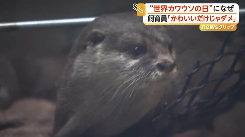 絶滅の危機に瀕しているカワウソ