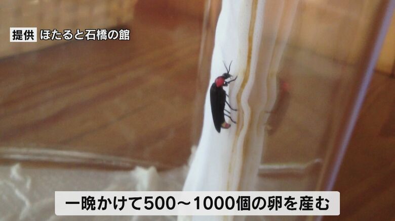 提供：ほたると石橋の館