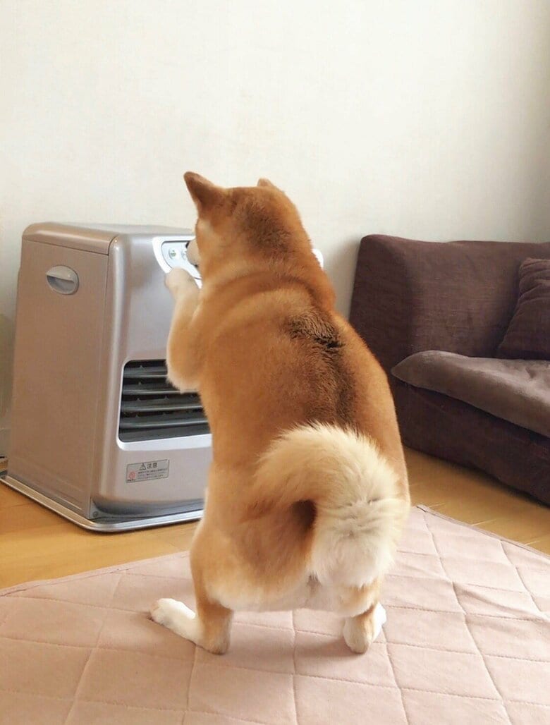 とうとう自分でチャイルドロック解除を試みる（提供：柴犬ももさん）