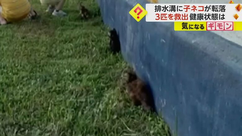 周りをキョロキョロして、うろつく子ネコたち