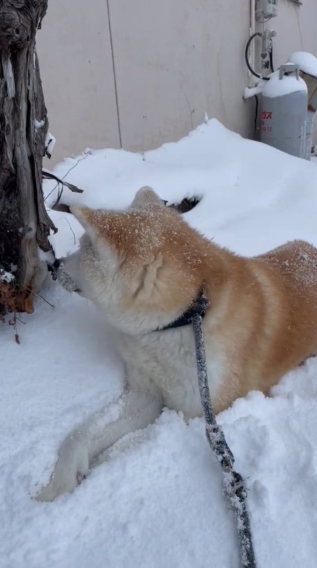提供：秋田犬 五元(イモト)さん