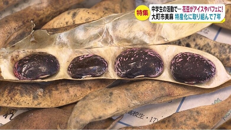 収穫した花豆（ベニバナインゲン）