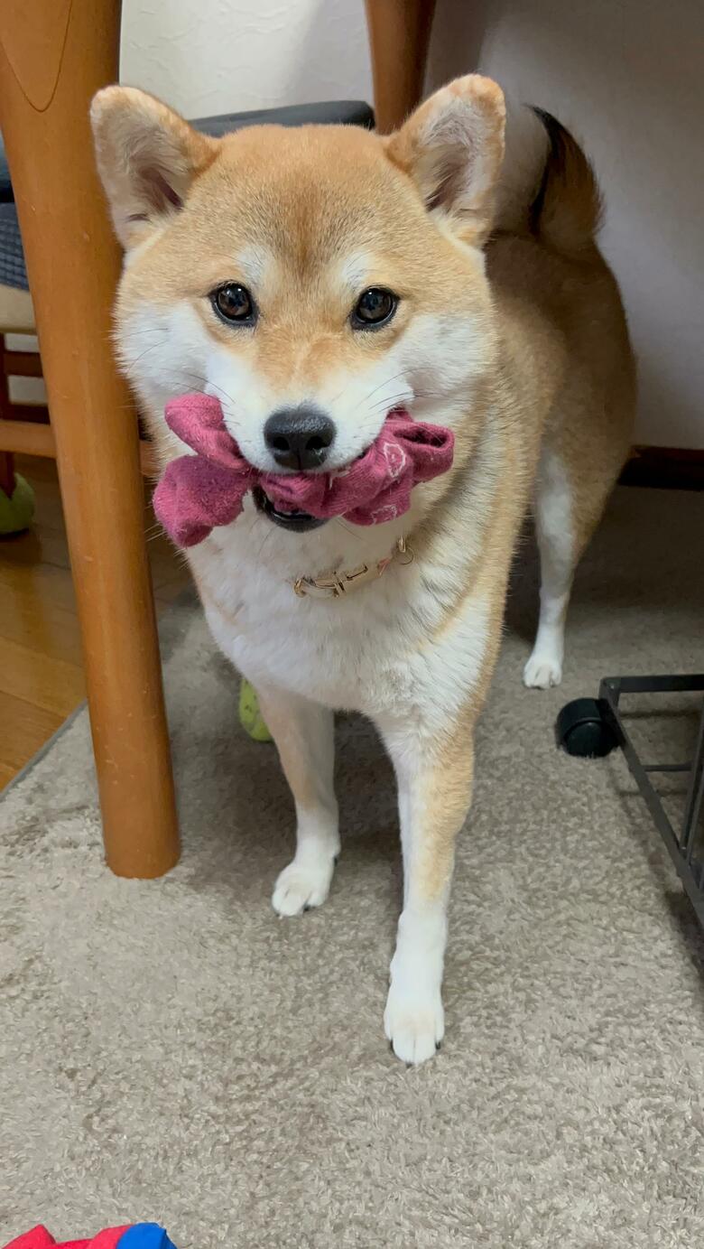 提供：柴犬ゆきちゃん