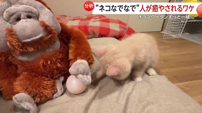 ボール遊びするこまるくん