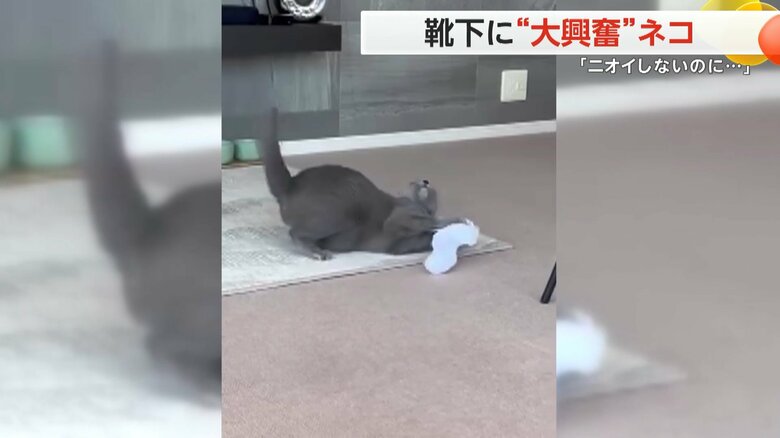 ニオイをかいで、思わず靴下から顔をそむけてしまったベルちゃん