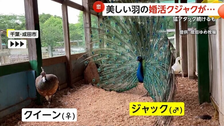 メスのクイーンちゃんに、じわじわと詰め寄るオスのジャックくん