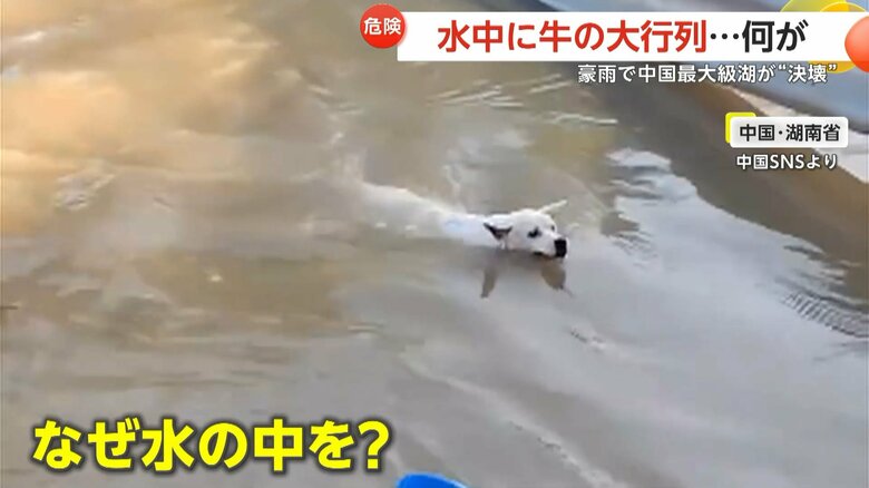 岸を目指して必死に泳ぐ犬
