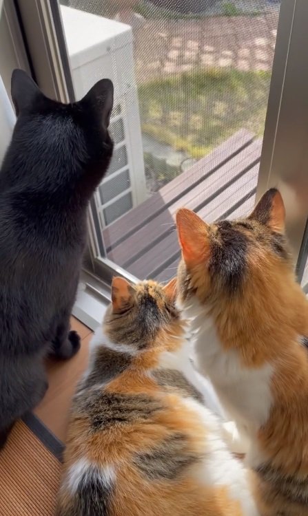 普段から仲良しの3匹