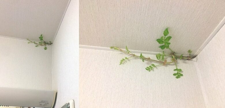 発見から5日目（8月12日）1日でツルが伸びている