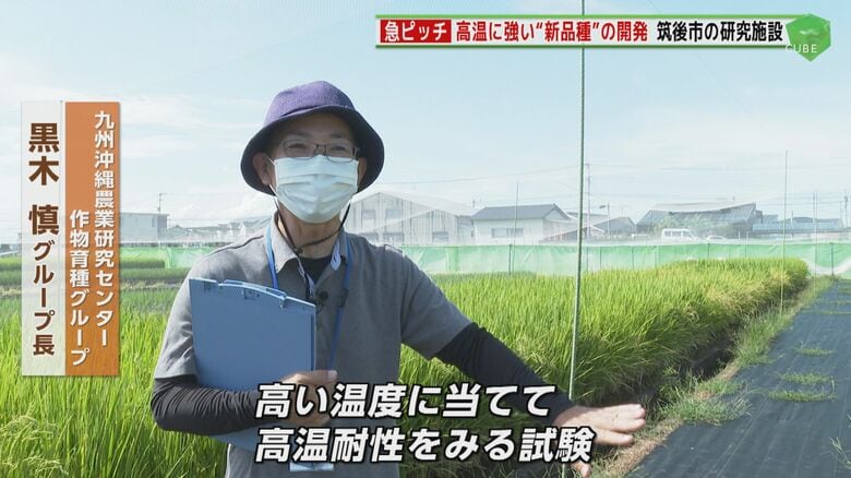 九州沖縄農業研究センター作物育種グループ 黒木慎グループ長