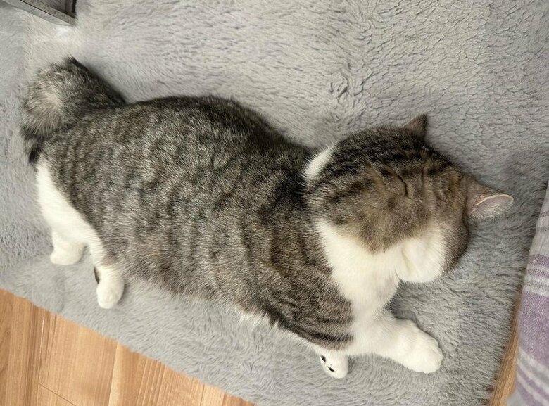 今までのタロウくんのごめん寝