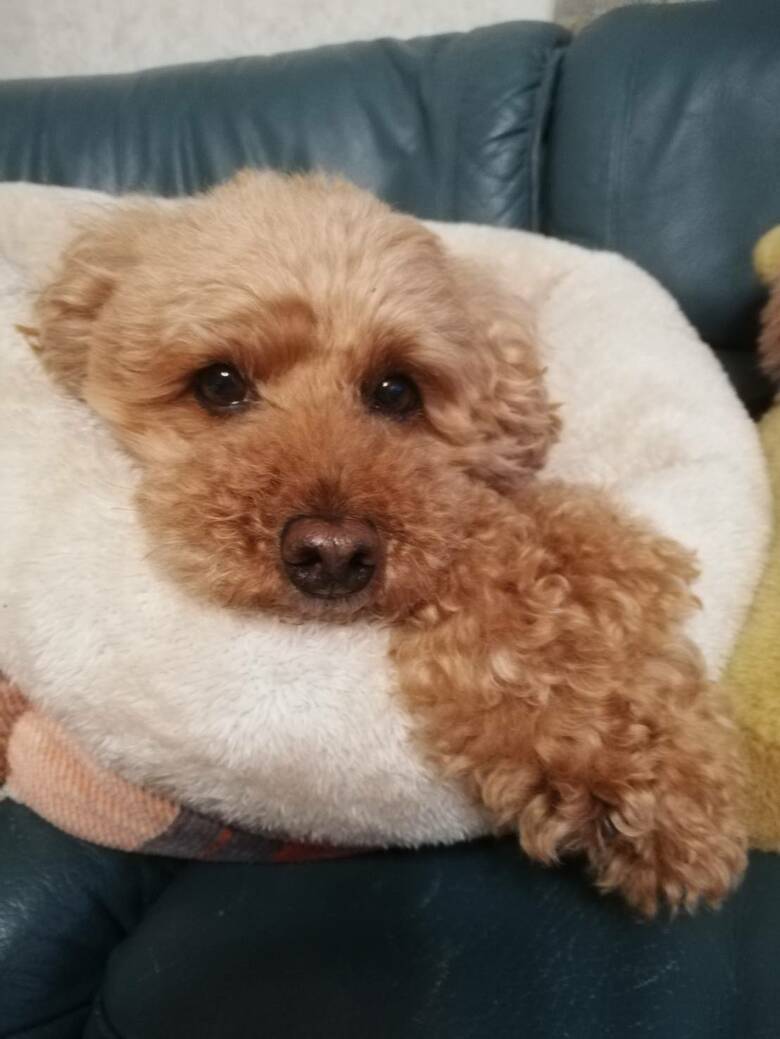 8歳の頃のデコピン君