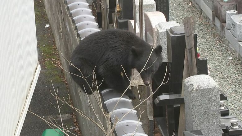 墓地の塀の上を歩くクマ
