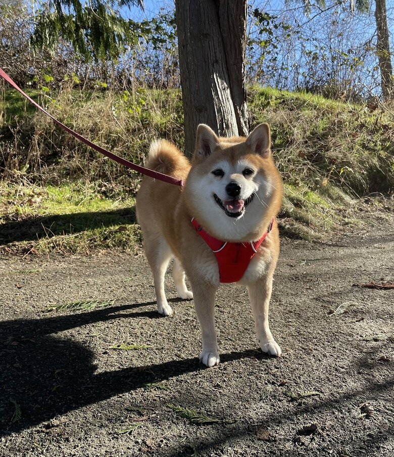 散歩中でうれしそうな表情