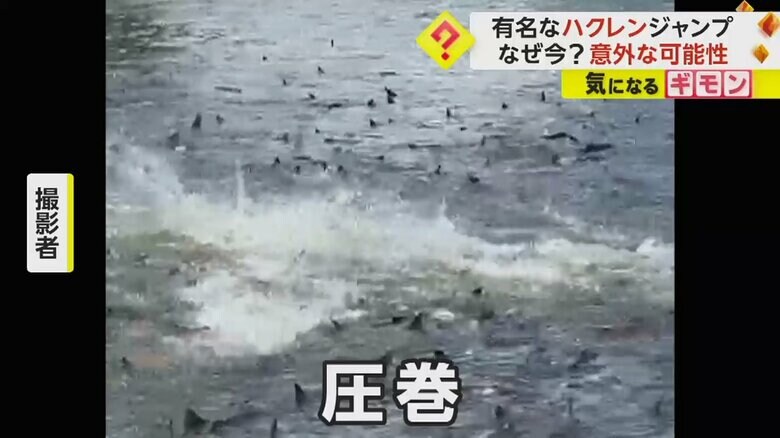 ハクレンが、バシャバシャと音を立て飛び跳ねる