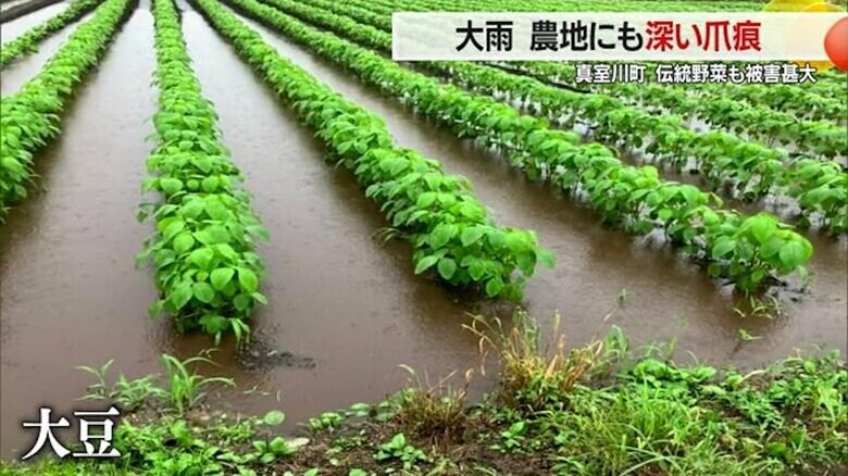 冠水被害にあった野菜