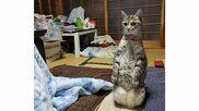 「むしろお出迎えでは?」野良猫に“正座”で警戒する猫が話題…状況とその後を飼い主に聞いた