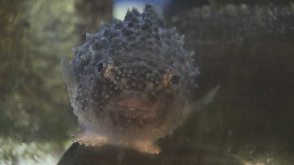 魚を見るだけではなく体験できる越前松島水族館 つぶらな瞳のコンペイトウにも出会えるよ 福井発