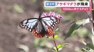 渡り鳥のように北から南へ…1000km旅するチョウ『アサギマダラ』三重県御浜町に飛来 今年は10月上旬に初めて確認