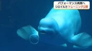 アクアスのシロイルカ　約50日ぶりの「バブルリング」に歓声　パフォーマンス再開へ公開トレーニング