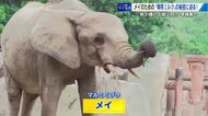「ゾウ専用ミルク」の秘密に迫る　マルミミゾウの「メイ」出産準備　母乳にグルコサミン成分が