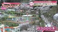【桜中継】名所・ラクテンチでは3000本がほぼ満開に　ライトアップも　大分県別府市