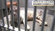 ホワイトタイガーの「コハク」死ぬ　鹿児島市・平川動物公園