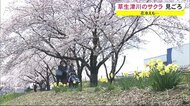 花冷えも…草生津川のサクラ見ごろ 秋田