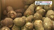 今年は豊作に期待…大きさ、品質も最高 上市町特産「つるぎさといも」