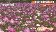 【室戸市】“初冬”のコスモス、佐喜浜の国道沿い30アールを彩る　24日はコスモスまつりも開催