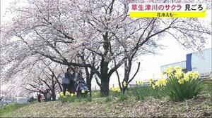 花冷えも…草生津川のサクラ見ごろ 秋田