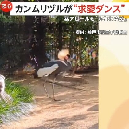 「かなわぬ恋でごめんね」カンムリヅルが激しい“求愛ダンス”で猛アピールも…お相手のクジャクは「スンッ」興味なし　兵庫・神戸市立王子動物園