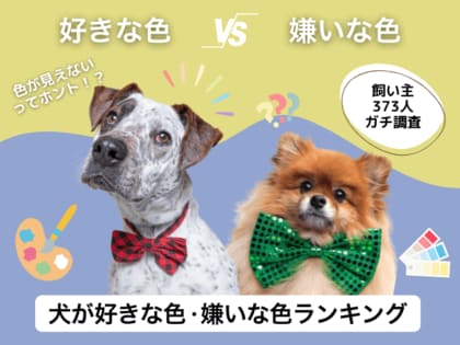 【飼い主373人に調査】犬が好きな色・嫌いな色TOP10!見えないはずの“あの色”が1位に!?