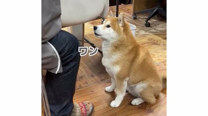 「小さい声でワン」指示通りにボリュームを調節できる柴犬が賢い…「前世、人ですか？」
