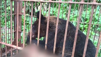 ニワトリやカモ“83羽”襲われた養鶏場付近でヒグマ駆除…体重推定100キロのオス_養鶏場を襲った個体とは“別のクマ”か〈北海道岩見沢市〉
