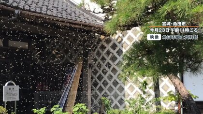 ミツバチ乱舞…みるみる40cmほどのかたまりに 宮城・角田市の施設で撮影